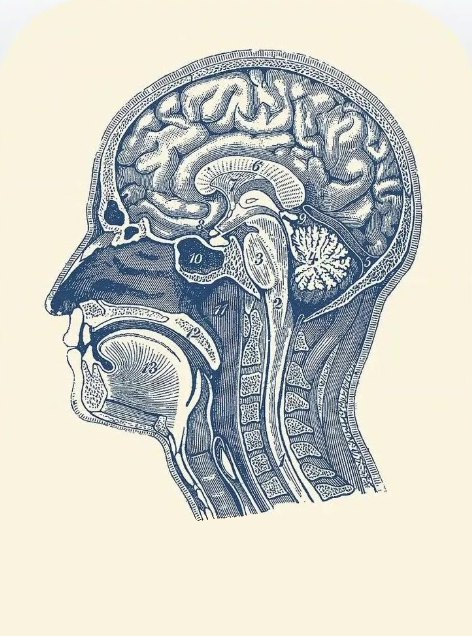 Gravure ancienne d’une coupe du cerveau